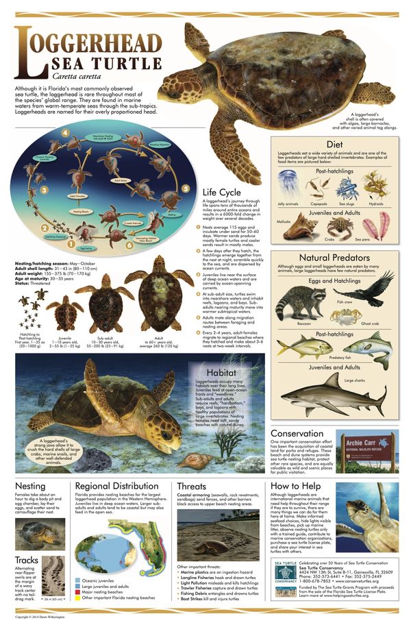 Informative infographic about the Loggerhead sea turtle, its life cycle, diet, predators, habitat, and conservation.