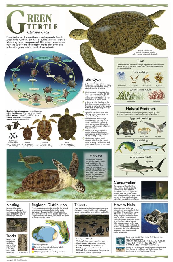 Informative poster on green turtles covering life cycle, diet, habitat, threats, and conservation.