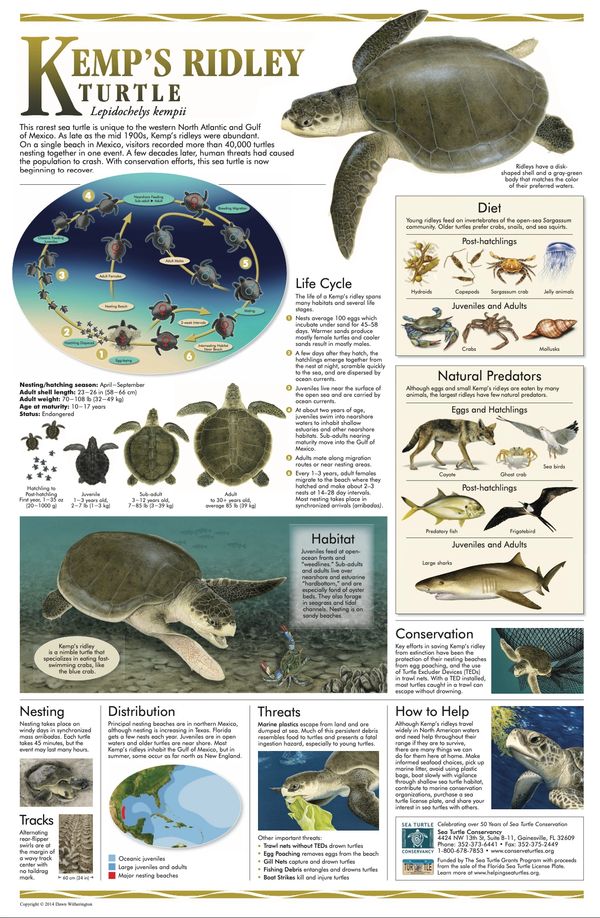 Informative infographic about Kemp's Ridley Turtle, its life cycle, diet, predators, and conservation.
