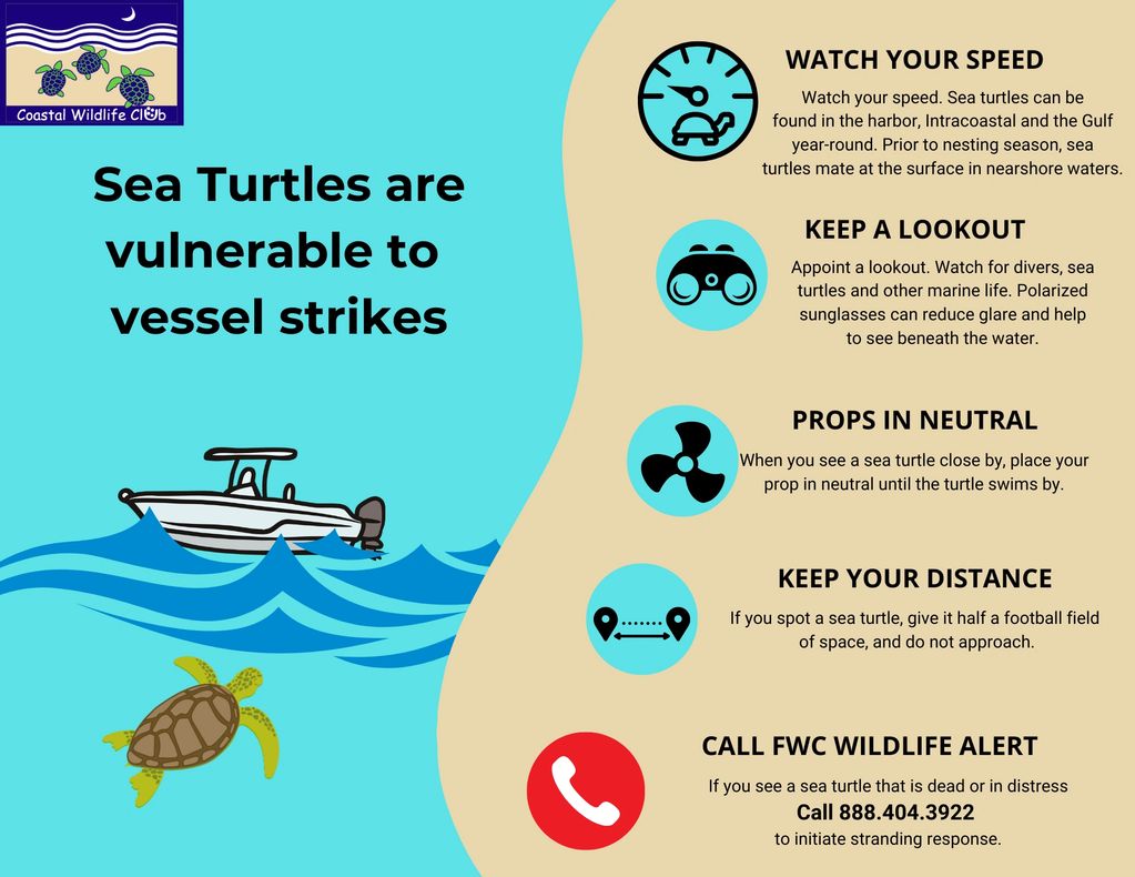 Infographic on protecting sea turtles from vessel strikes with safety tips and emergency contact.