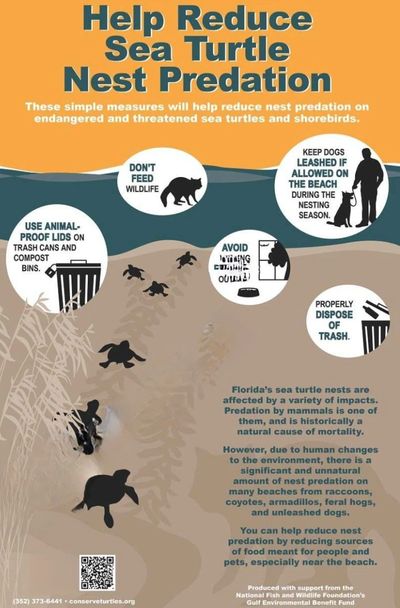 Infographic on reducing sea turtle nest predation with practical tips for beachgoers.