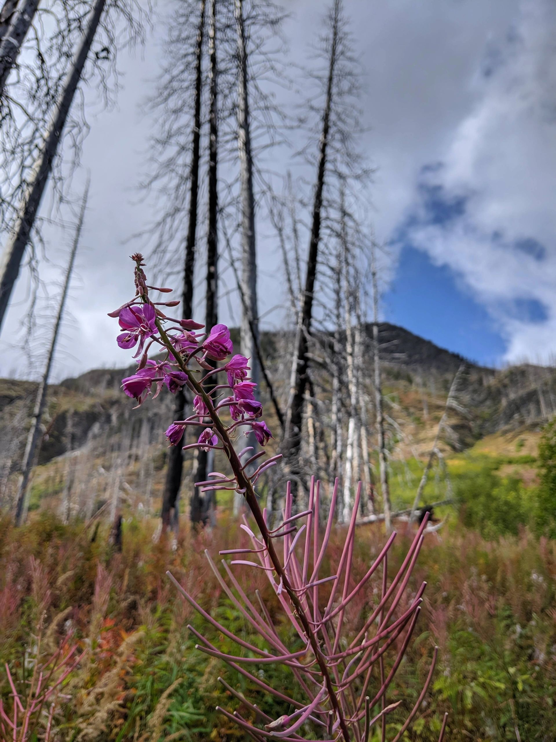 Fireweed Wellness in Revelstoke