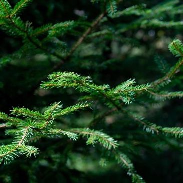 Close-up of green pine tree branches with needles.