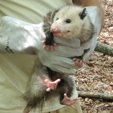 A person wearing gloves holding a small opossum outdoors.