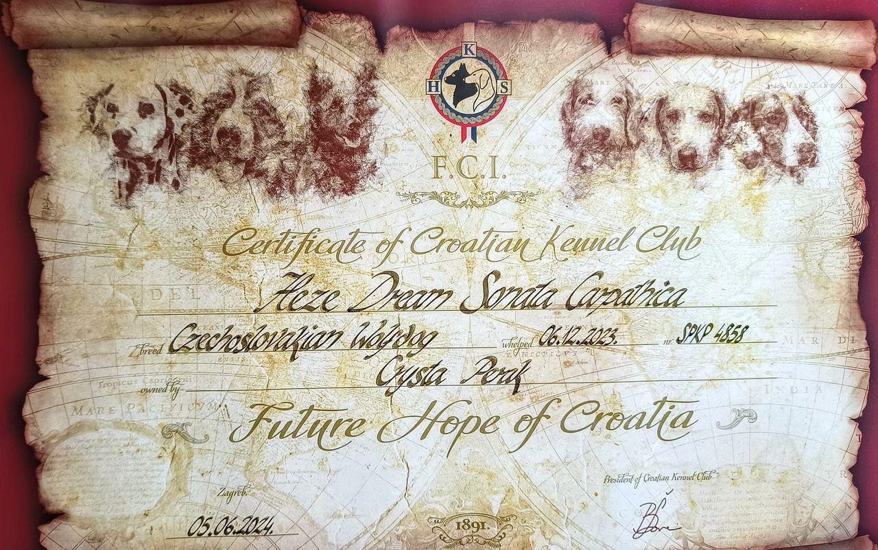 Future Hope of CrFuture Hope of Croatia FCI Certificate from the Croatian Kennel Cluboatia FCI Certificate from the Croatian Kennel Club