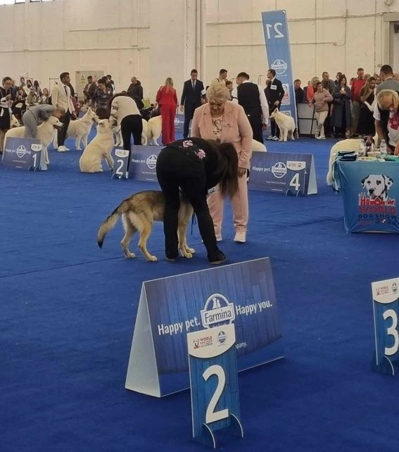 Me and Heze at the World Dog Show being judged by Mrs. Gabriela Ridarčíková (SK)
