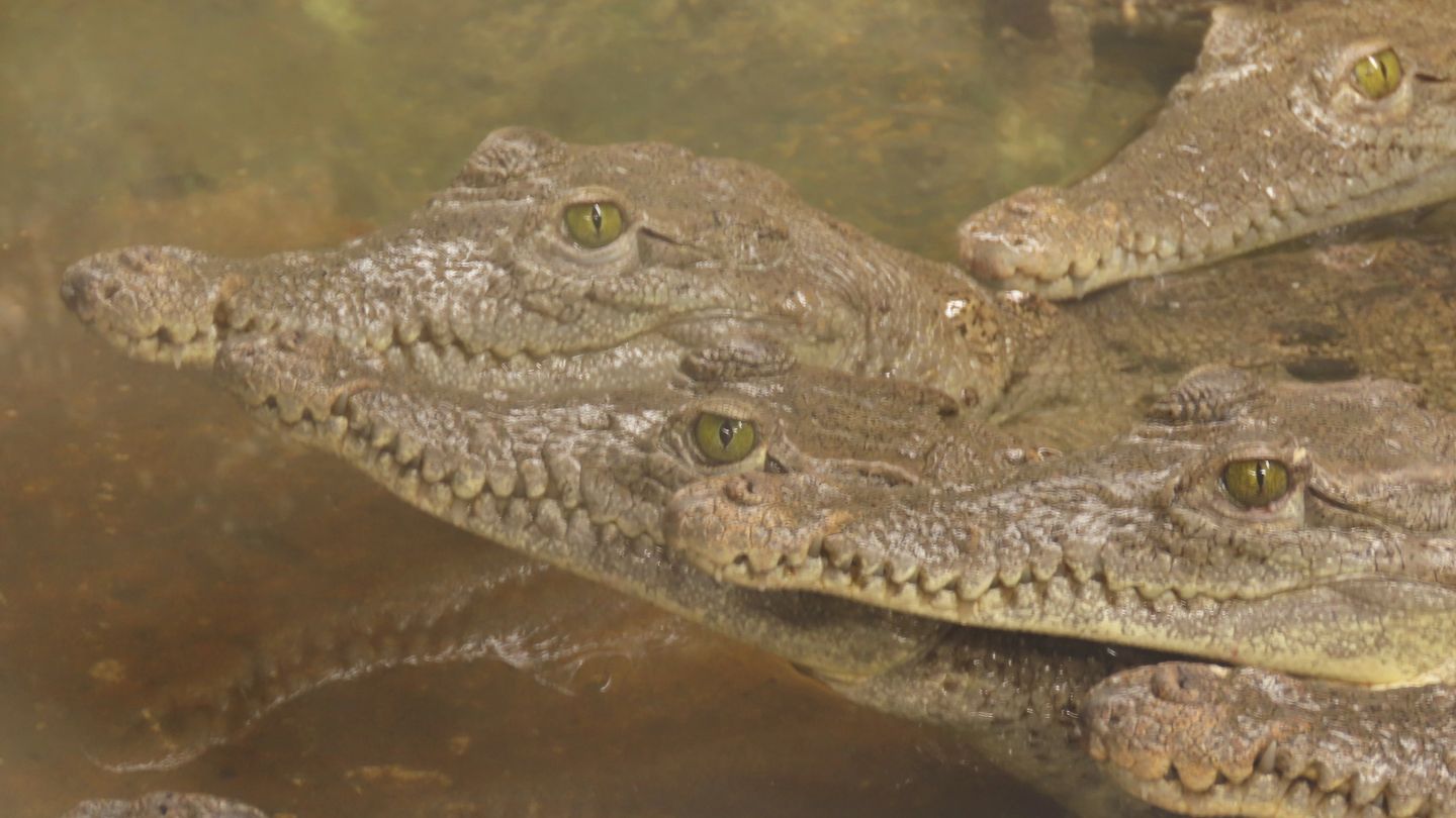 foto de caiman 