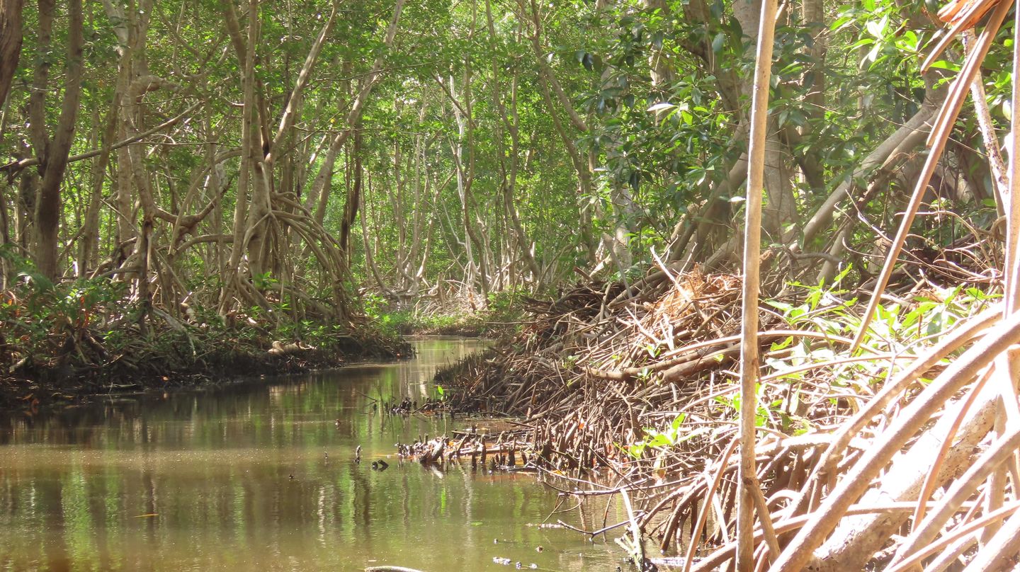 foto de manglar 