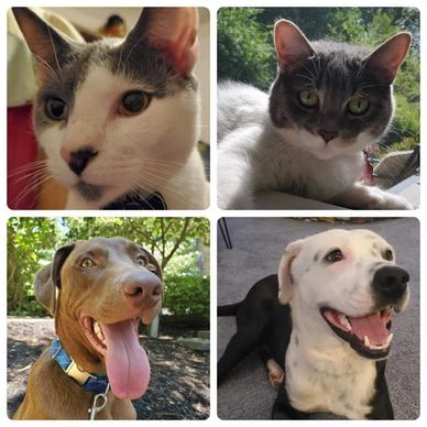 Four close-up photos of happy cats and dogs in natural light.