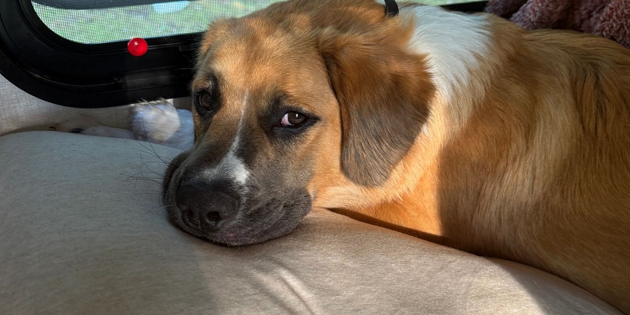 One of my fur babies - Knox