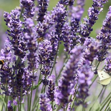 Lavender flowers with a bee and a butterfly.