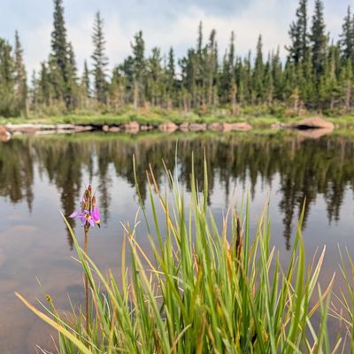 Purple flower and grass by a calm forest lake.