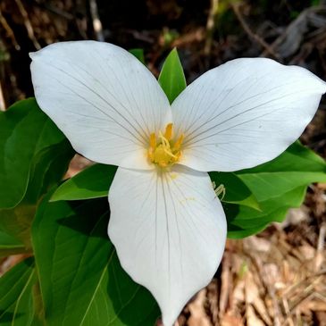 White trillium flower with yellow center.