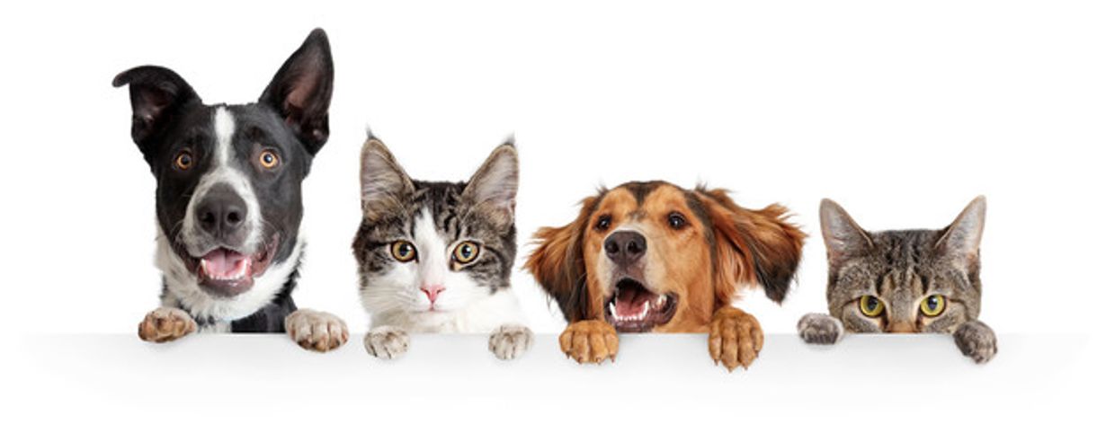 Oregon (OR) Pet Transport & Transportation Services for large and small dogs or cats.