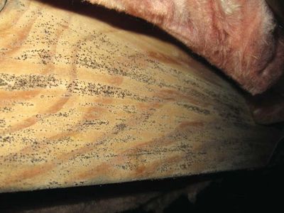 Beam with mold