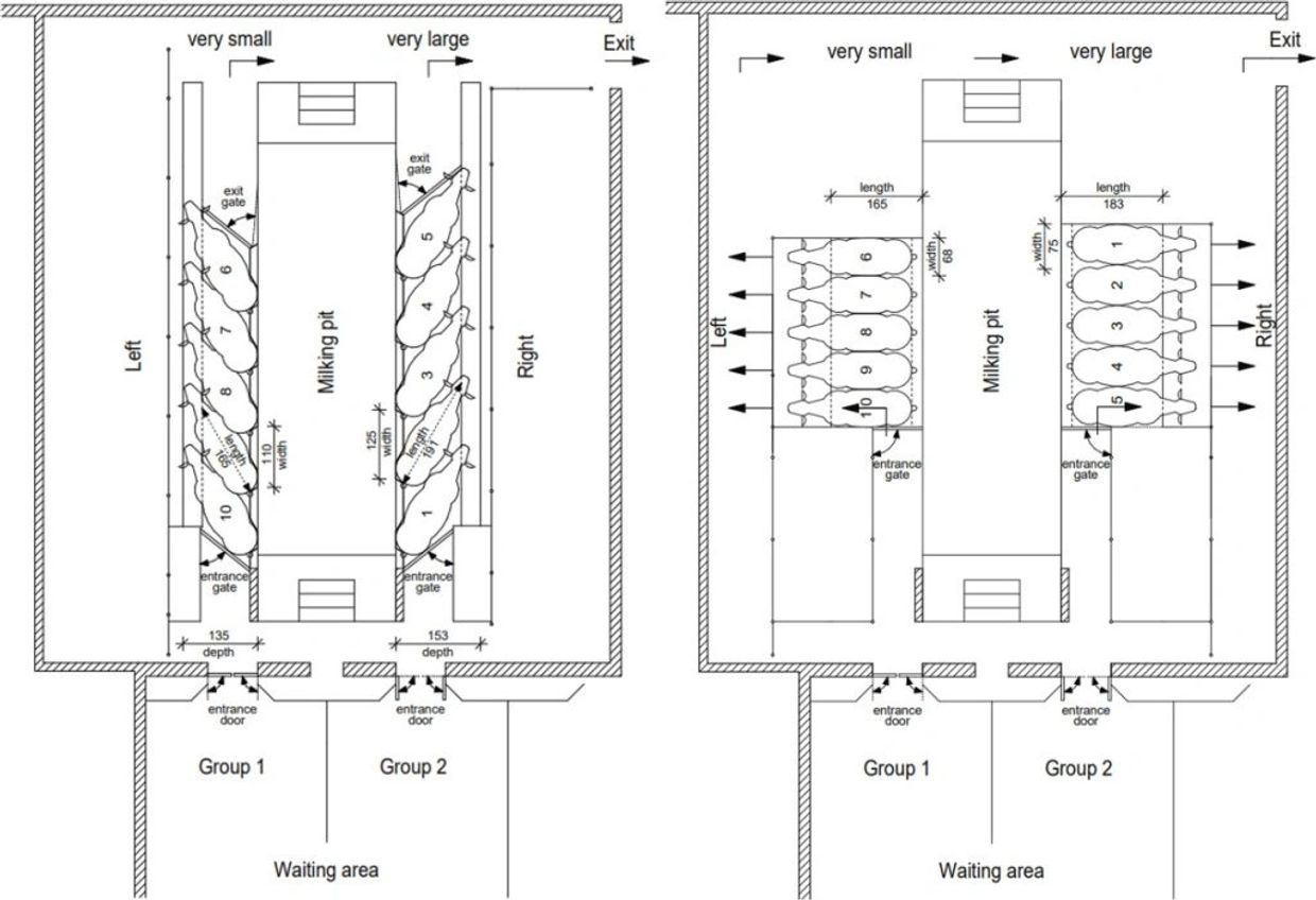 Two diagrams showing cow milking pit layouts with measurements and cow positions.