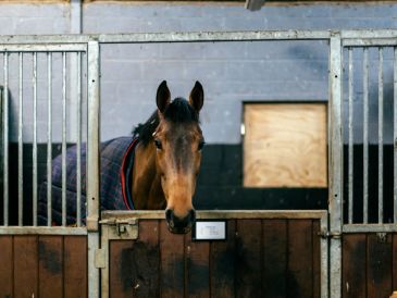 Horse looking over stable door.