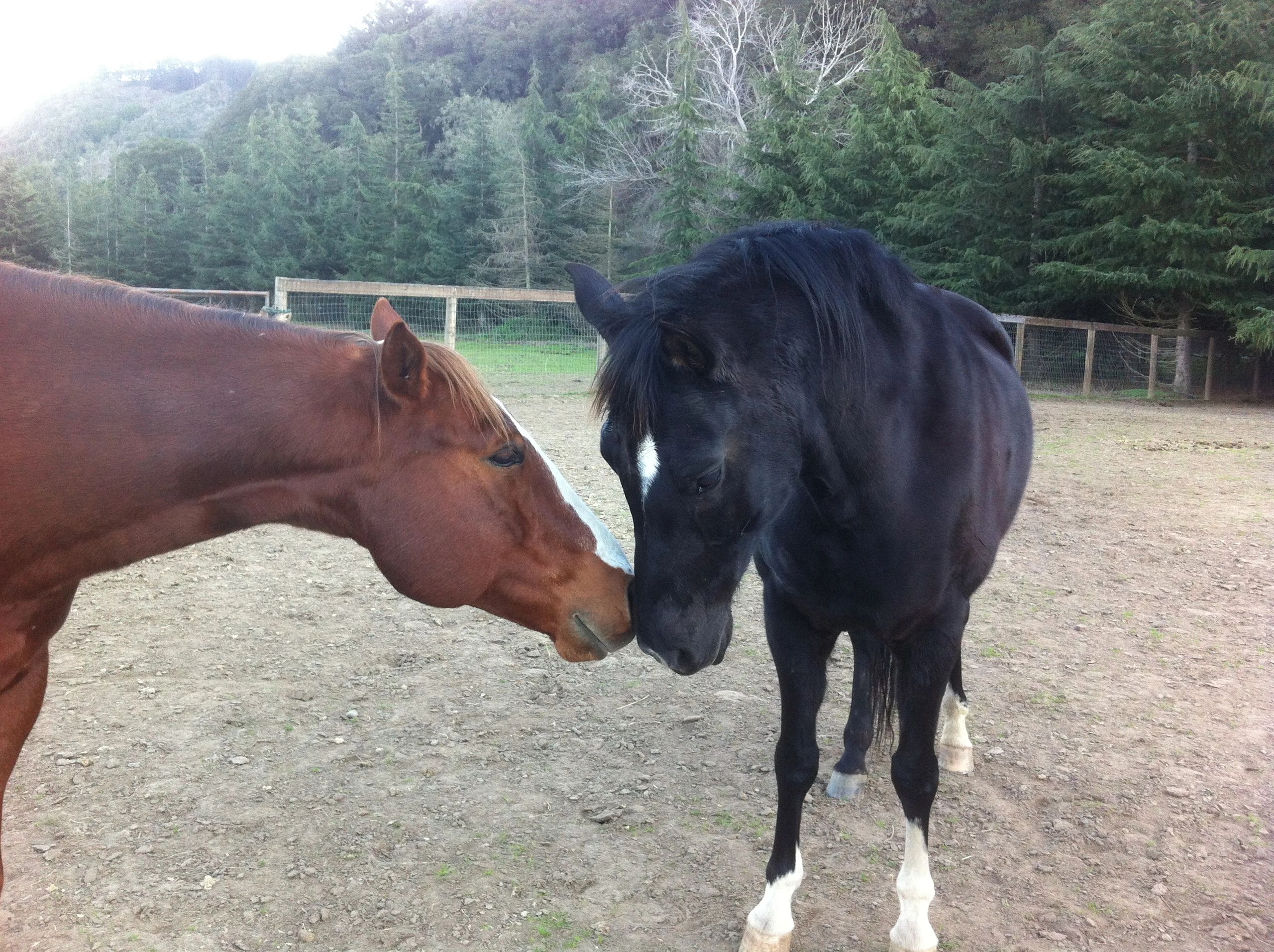 Horse Ranch
