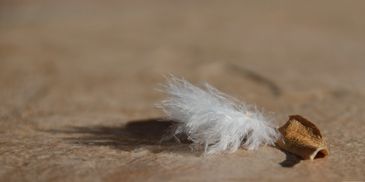 Arizona feather