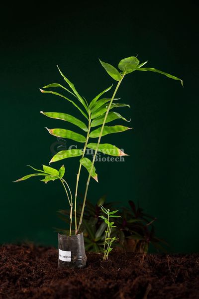 DENDROCALAMUS BRANDISII TISSUE CULTURE BAMBOO PLANT BY GENEWIN BIOTECH