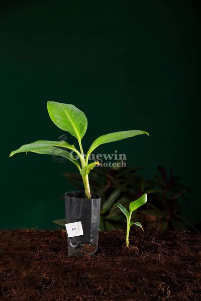 GRAND NAINE - G9 BANANA TISSUE CULTURE PLANT  BY GENEWIN BIOTECH