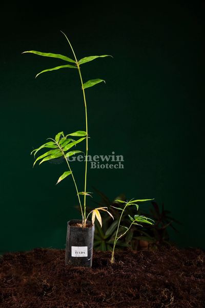 Bambusa Tulda Bamboo Tissue culture plants by Genewin Biotech