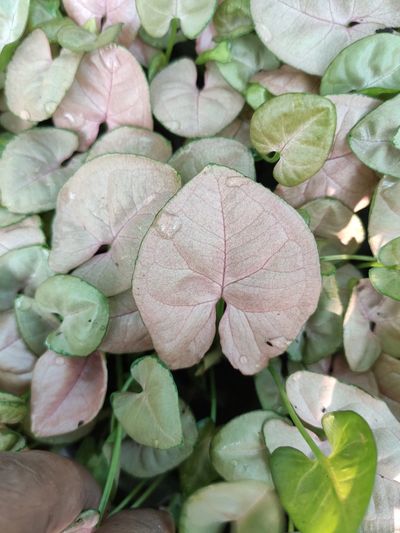 SYNGONIUM TISSUE CULTURE PLANT