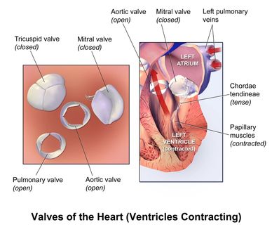 HEART VALVES