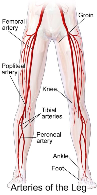 ARTERIES OF LOWER LIMBS