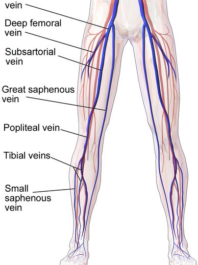 VEINS OF LOWER LIMBS