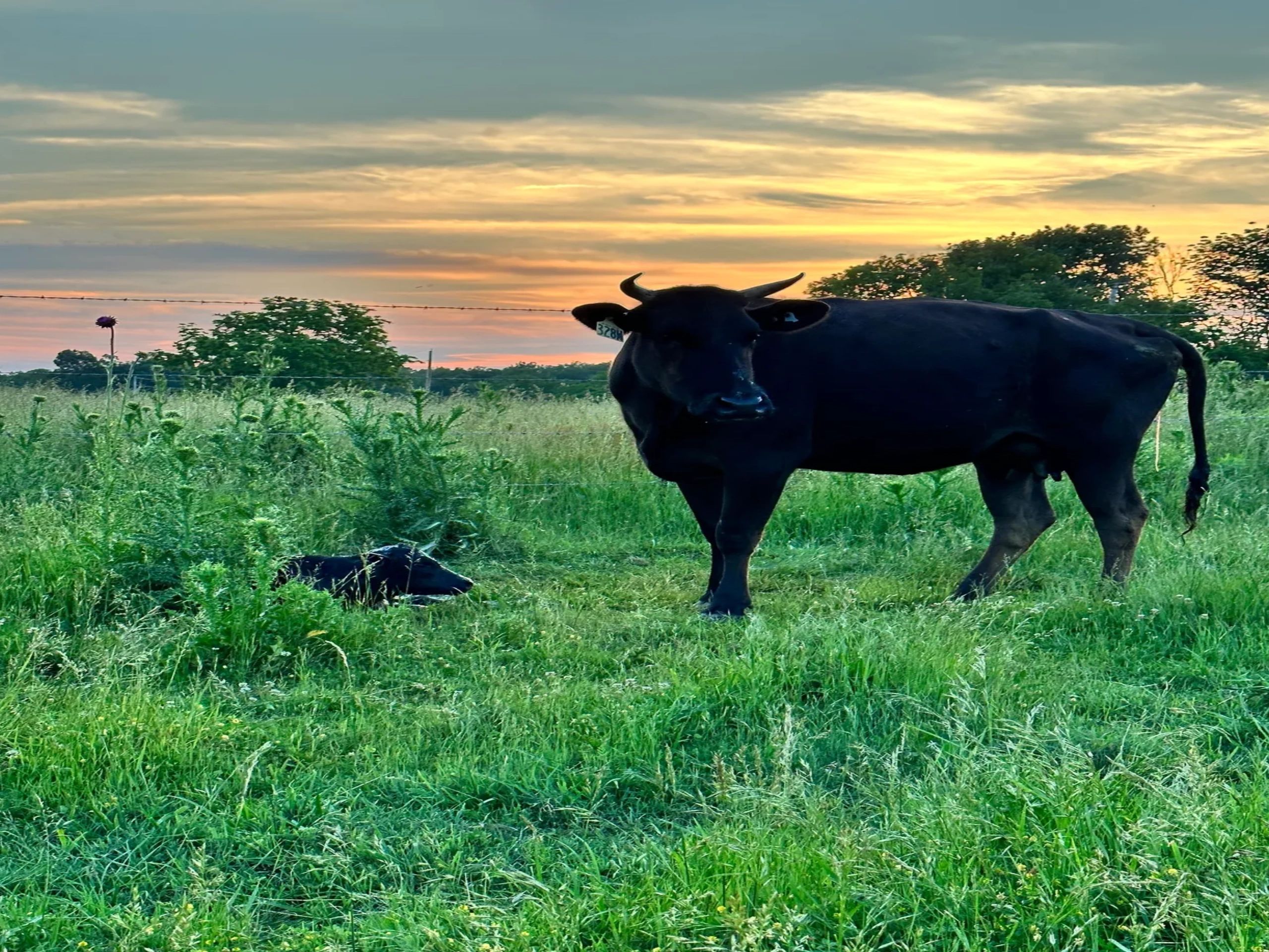 White River Ranch Wagyu