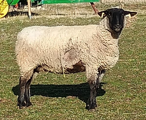 A sheep with black face and legs stands on grass.