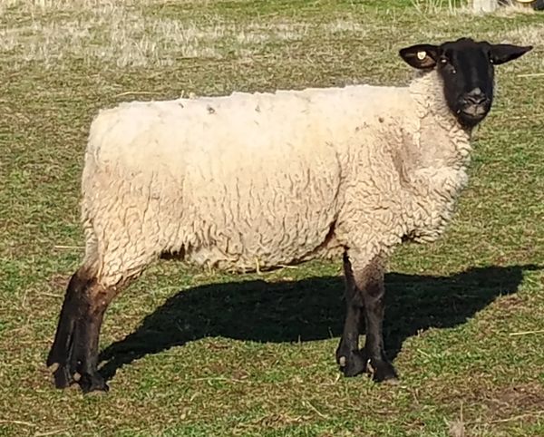 Sheep with black face and legs standing on grass.