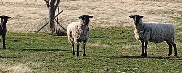 Two sheep standing on grass near a tree.