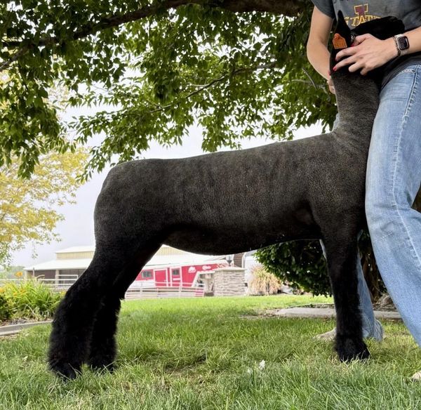 Well-groomed black dog standing outdoors.