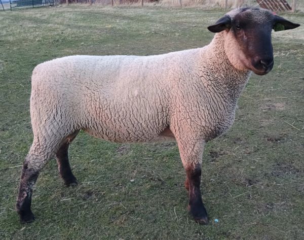 A sheep standing on grass.