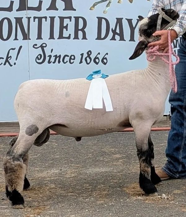 Award-winning sheep at a fair or event.