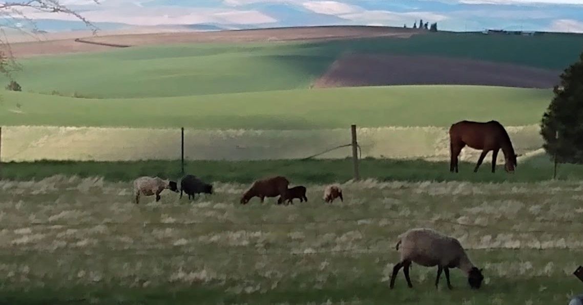 Nine Trees Farm