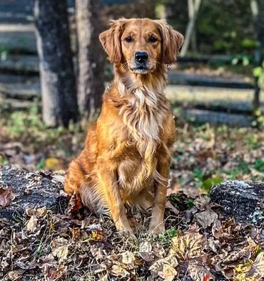 Turbo's Shootin Da Breeze (Golden Retriever) Bree
