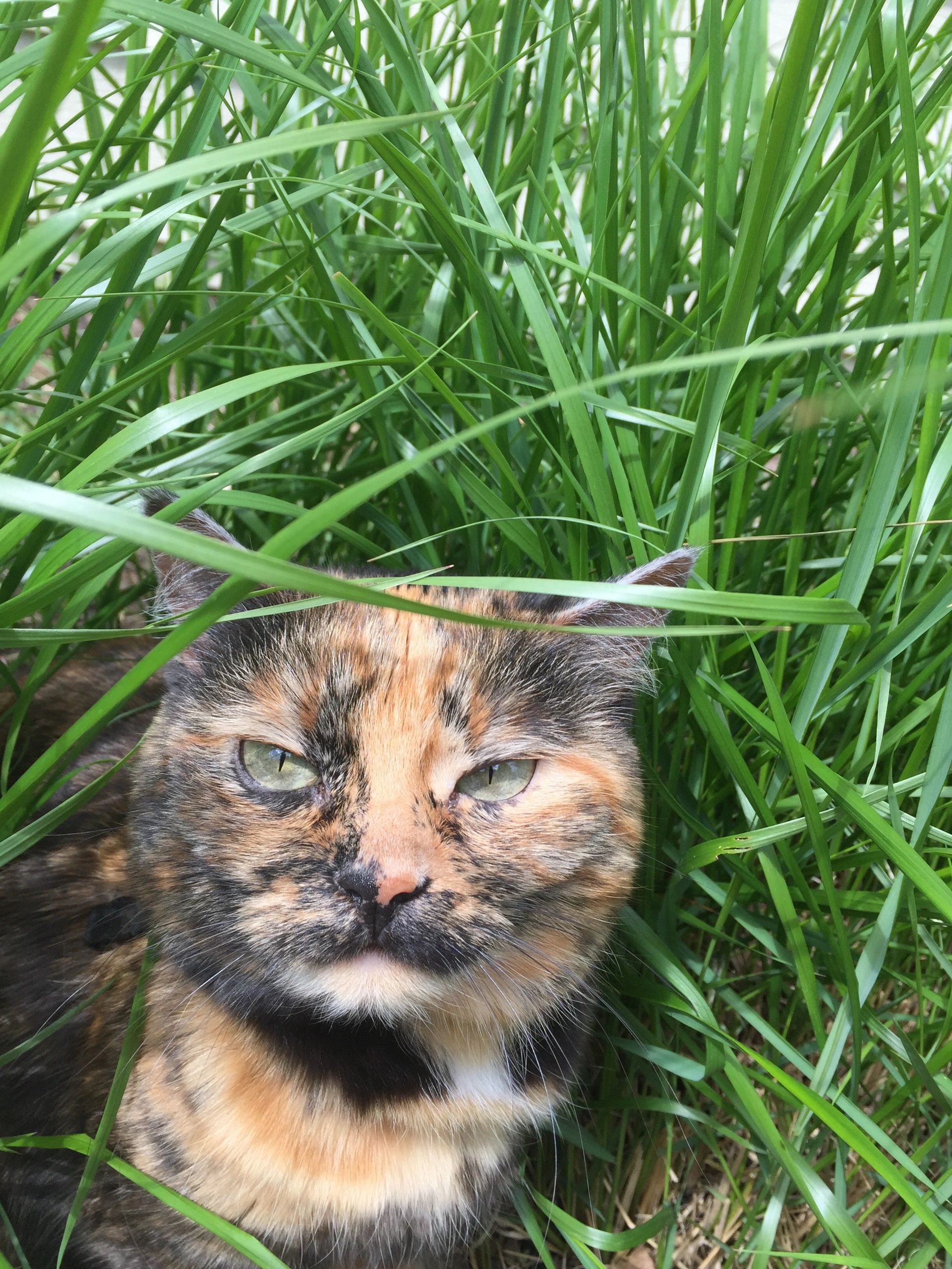 This website, talepiecesdotcom,is about peace, love, and music.