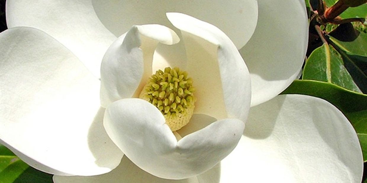 Close-up of a white magnolia flower with green leaves.