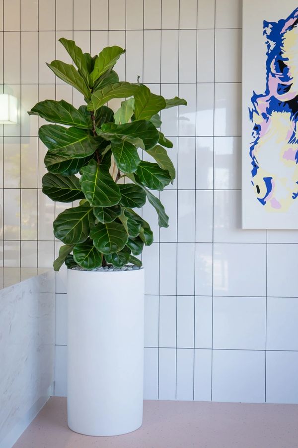 A fiddle leaf fig in a large white pot in a brightly light room with a peach floor.