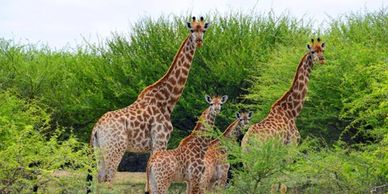 Giraffes