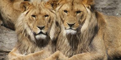 African Lions