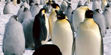 Antarctica Penguins