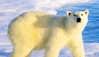 Polar bear