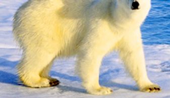 Polar bear