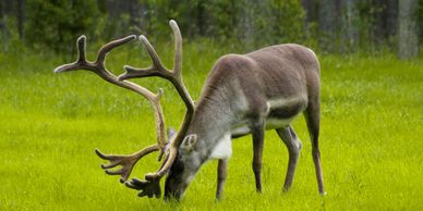 Reindeer in Finland