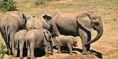 A family of elephants, including adults and calves, standing on dry land.