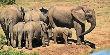 African elephants